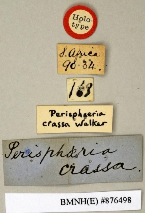 Perisphaeria crassa Walker, 1868 - Perisphaeria crassa Walker, F, 1868, female, holotype, labels. Photographer: Edward Baker. BMNH(E)#876498