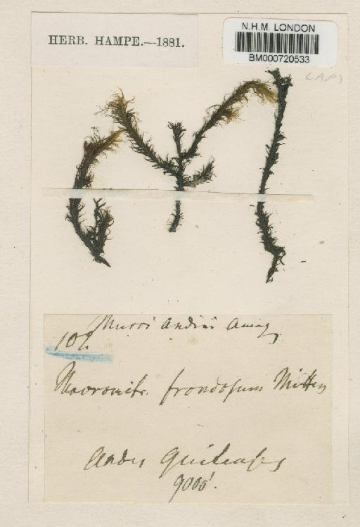 Macromitrium frondosum Mitt. - BM000720533