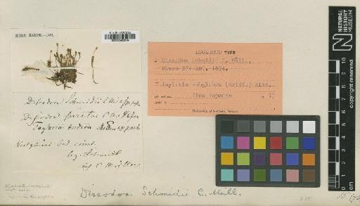 Tayloria subglabra (Griff.) Mitt. - BM000982974