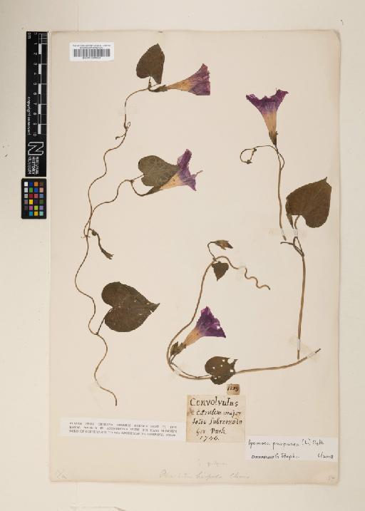 Ipomoea purpurea (L.) Roth - 001000831