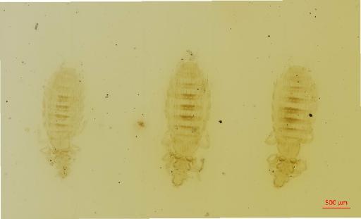 Gyropus lenti distinctus Werneck, 1948 - 010648993__2017_07_17-Scene-1-ScanRegion0