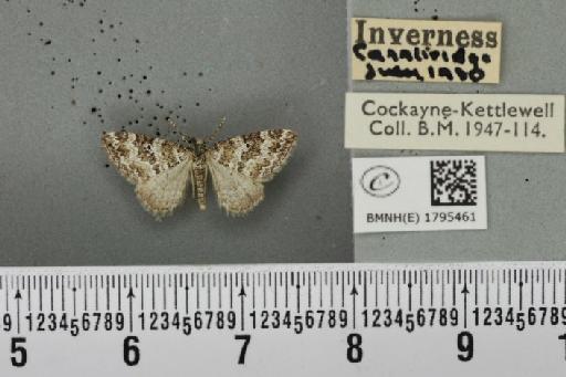 Perizoma minorata ericetata (Stephens, 1831) - BMNHE_1795461_371556