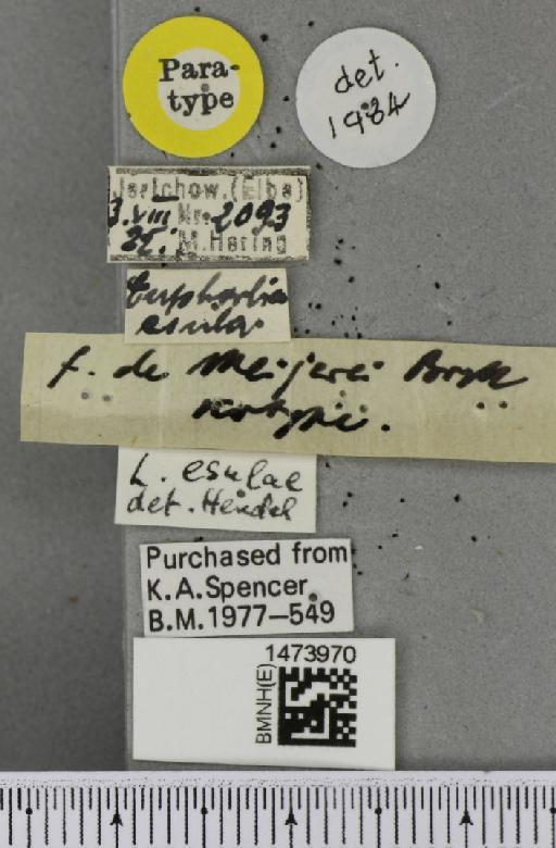 Liriomyza balcanica (Strobl, 1900) - BMNHE_1473970_a_label_49112