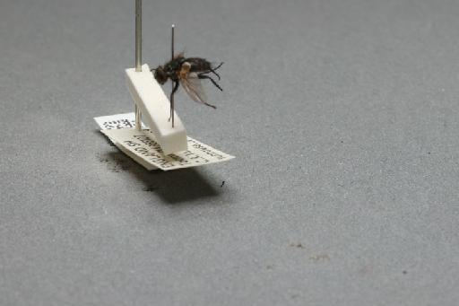 Blaesoxipha (Blaesoxipha) plumicornis (Zetterstedt, 1859) - 015087951_additional_4