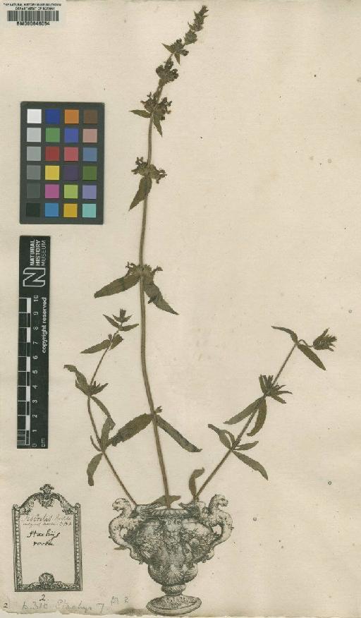 Betonica annua var. annua L. - BM000646054