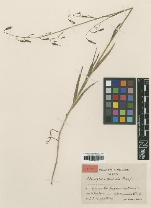 Adenophora gracilis Nannf. - BM000996325