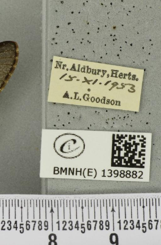 Poecilocampa populi (Linnaeus, 1758) - BMNHE_1398882_label_189162