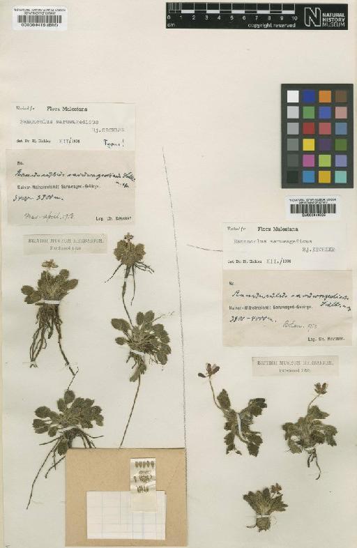 Ranunculus saruwagedicus Eichler - BM000946025