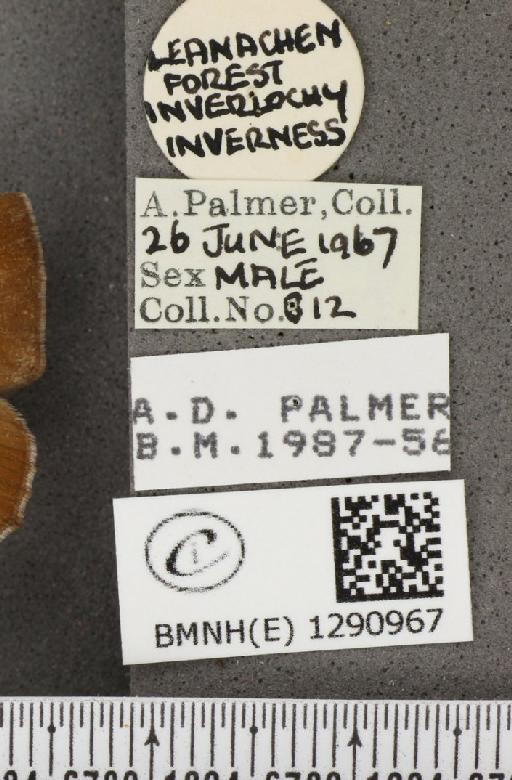 Callophrys rubi rubi (Linnaeus, 1758) - BMNHE_1290967_label_126431