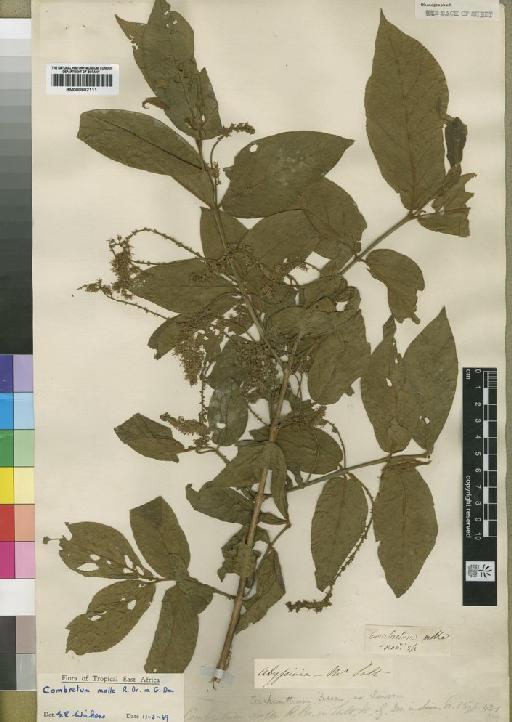 Combretum molle - BM000902111