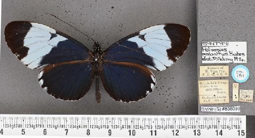 Heliconius galanthus Bates - Heliconius galanthus Bates syntype female 838099 dorsal