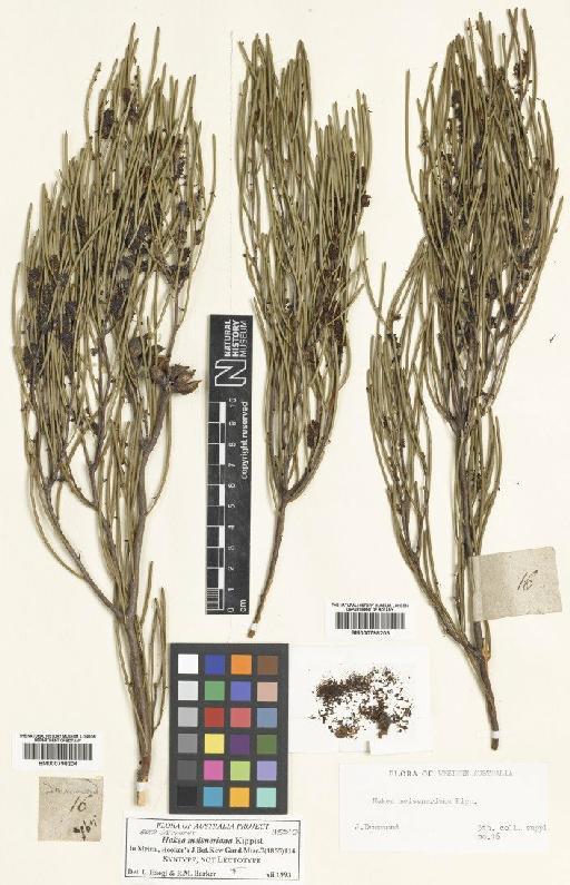 Hakea meisneriana Kippist - BM000798203