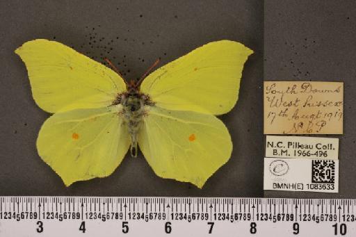 Gonepteryx rhamni rhamni Linnaeus, 1758 - BMNHE_1083633_63773