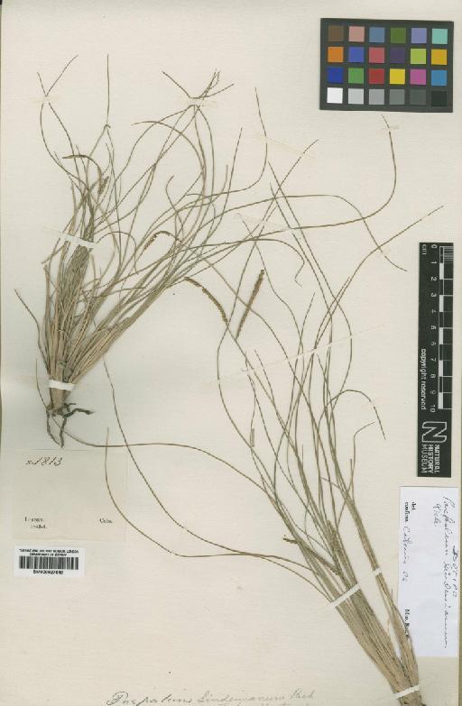 Paspalum lindenianum A.Rich. - BM000927640