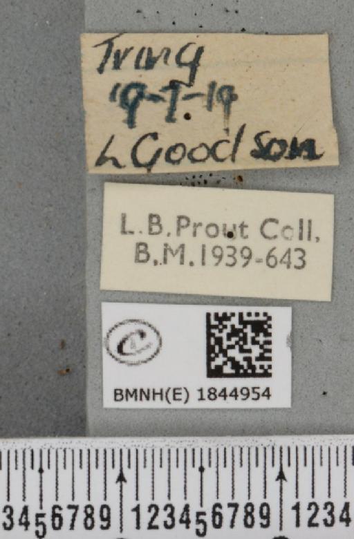 Macaria liturata ab. lineata Lempke, 1952 - BMNHE_1844954_label_421277