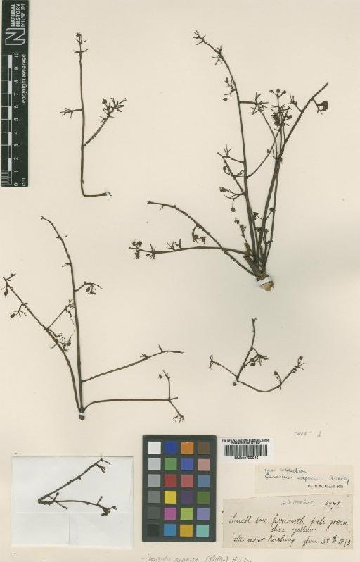Dacryodes expansa (Ridl.) H.J.Lam - BM000799013