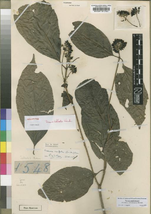 Tarenna lasiorhachis (K.Schum. & K.Krause) Bremek - BM000528137