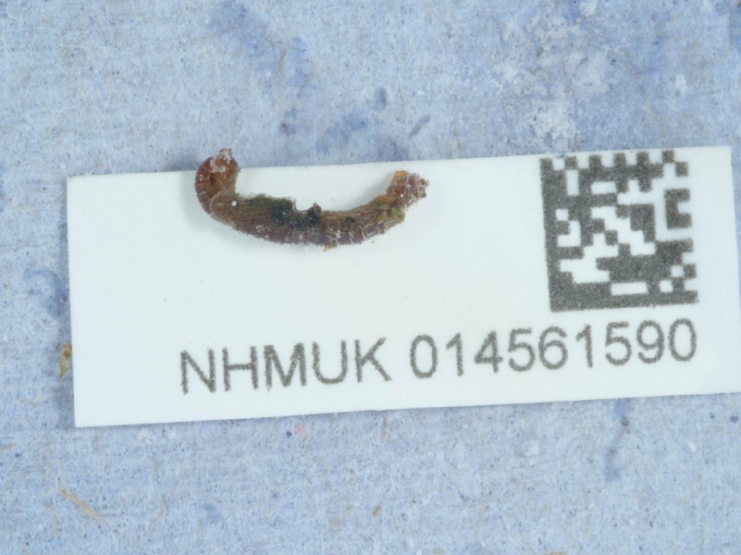To NHMUK collection (Hylebainosoma nontronensis Mauries & Kime, 1999; NON-TYPE; NHMUK:ecatalogue:9582321)