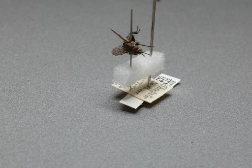 Sarcophaga (Myorhina) nigriventris Meigen, 1826 - 015092483_additional_3