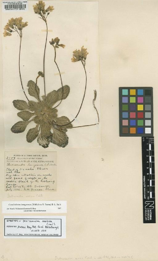 Corallodiscus lanuginosus (Wall. ex R.Br.) B.L.Burtt - BM000041701