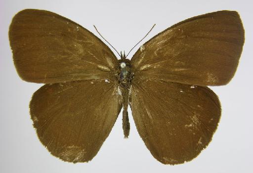 Euptychia stelligera Butler, 1874 - BMNH(E)_1267095_Forsterinaria_(Euptychia)_quantius_stelligera_Butler_HT_male_ (2)