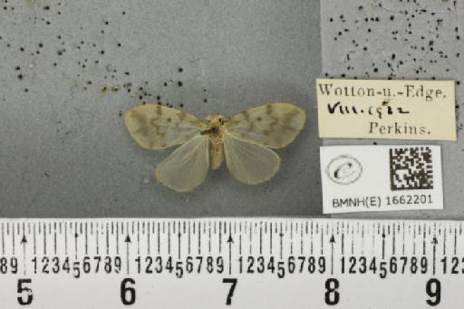 Nudaria mundana (Linnaeus, 1761) - BMNHE_1662201_257886