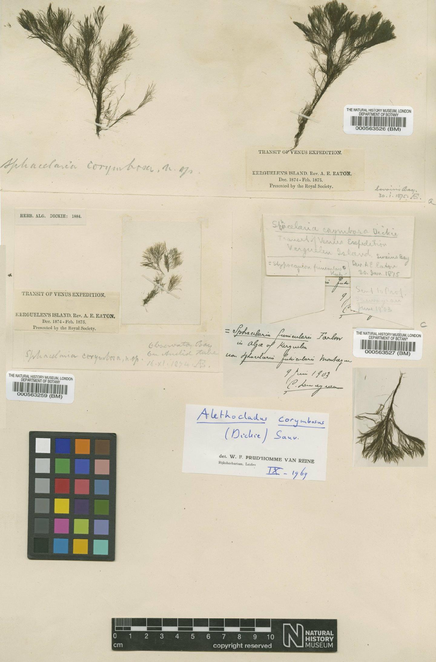 To NHMUK collection (Alethocladus corymbosus (Dickie) Sauvageau; Syntype; NHMUK:ecatalogue:4722900)