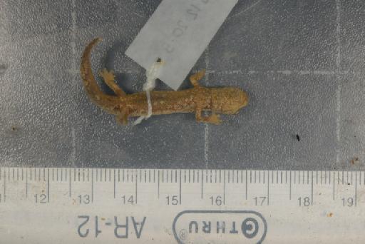 Hydromantes italicus strinatii - Image of specimen 1918.12.20.5