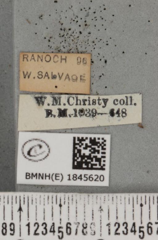 Macaria carbonaria (Clerck, 1759) - BMNHE_1845620_label_422560