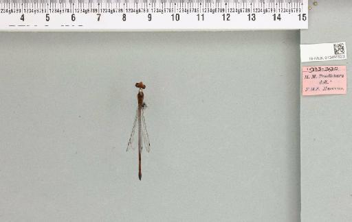 Ceriagrion bellona Laidlaw, 1915 - 012495533__reverse_2