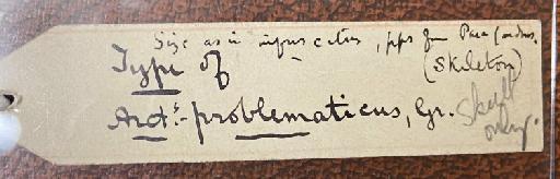 Arctopithecus problematicus Gray 1849 - 1844.10.9.34 Arctopithecus problematicus skull label (Back)