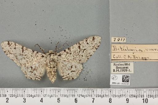 Biston betularia ab. destrigata Lempke, 1953 - BMNHE_1839155_412886