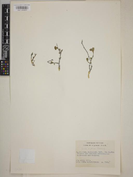 Grewia erythraea - BM013838681