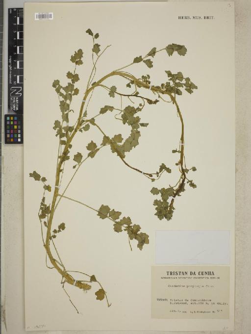 Cardamine proprinqua Carm. - BM001241076