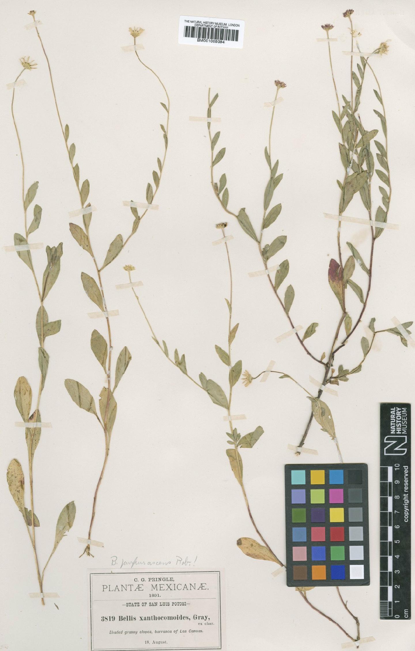 To NHMUK collection (Astranthium purpurascens (B.L.Rob.) Larsen; Isotype; NHMUK:ecatalogue:609203)