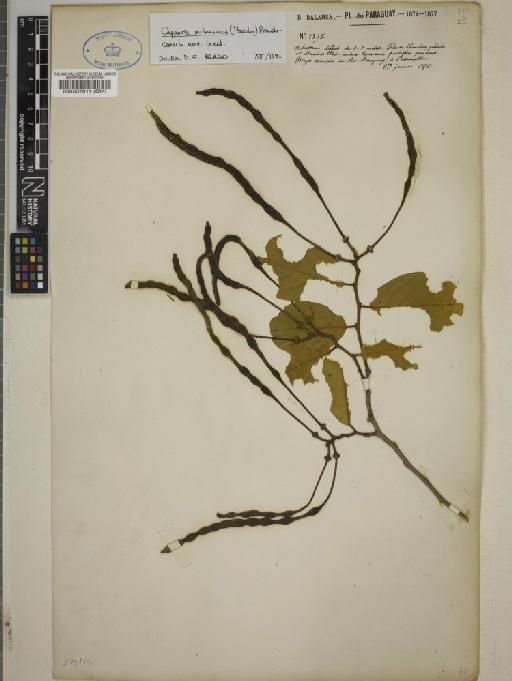 Capparis pubescens (Hassl.) D.E.Prado - BM000537911