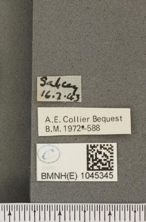 Aphantopus hyperantus ab. brunnea Tutt, 1910 - BMNHE_1045345_label_137