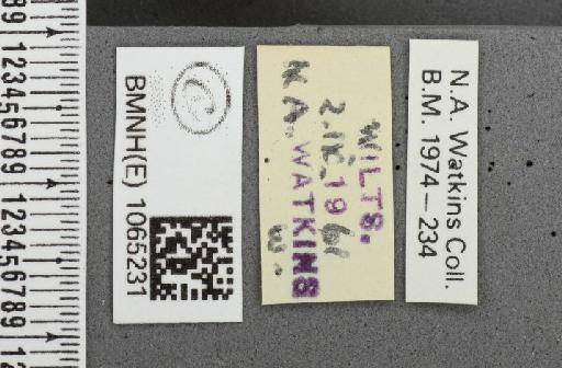 Coenonympha pamphilus (Linnaeus, 1758) - BMNHE_1065231_label_26510