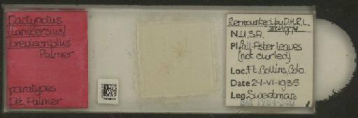 Uroleucon (Lambersius) breviscriptum Palmer, 1936 - 010107101_112821_1096629