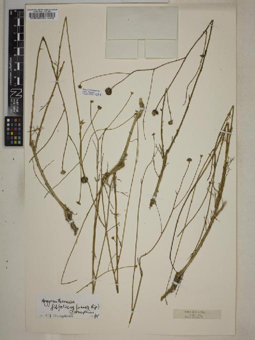 Argyranthemum filifolium (Sch.Bip.) Humphries - 000083933
