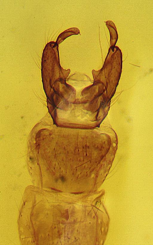 Paratrichocladius pluriserialis Freeman - Paratrichocladius_pleuriserialis-1240885-genitalia