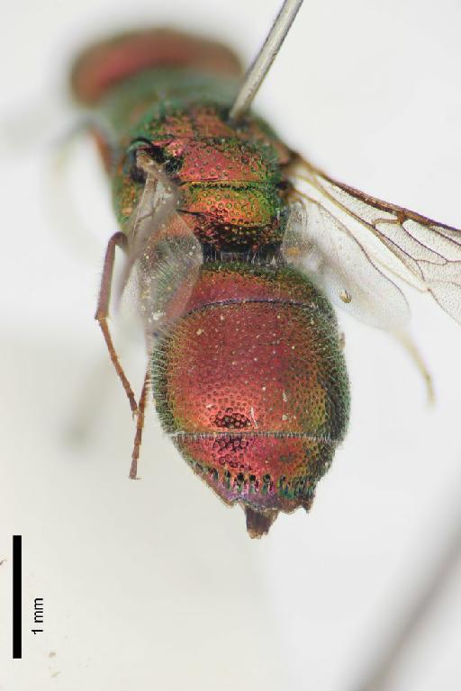 Chrysis brevicarinata Linsenmaier, 1999 - Chrysis_brevicarinata-BMNH(E)#970919_type-distal-2_5X