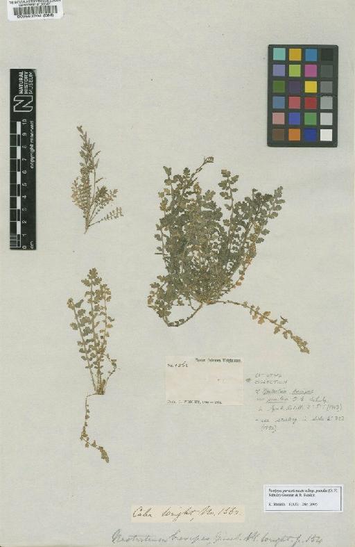 Rorippa portoricensis var. pumilum (Schulz) Stuckey - BM000583704