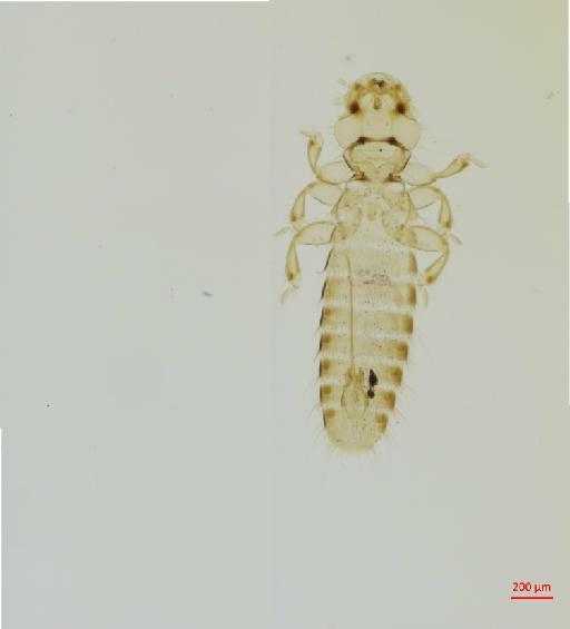 Psittacobrosus genitalis Carriker, 1963 - 010663791__2017_07_26-Scene-2-ScanRegion1