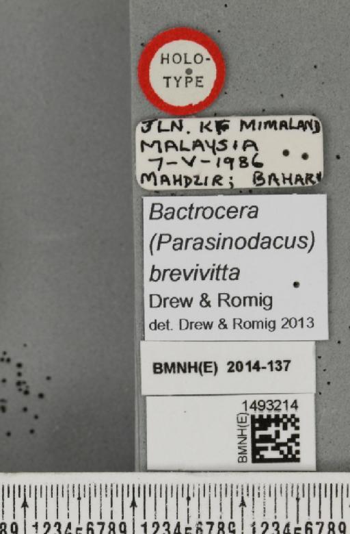 Bactrocera (Parasinodacus) brevivitta Drew & Romig, 2013 - BMNHE_1493214_label_44095