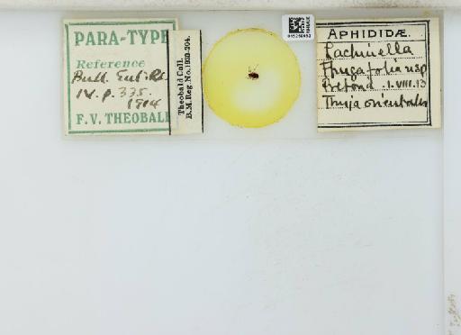 Cinara (Cupressobium) tujafilinus Del Guercio, 1909 - 015259932_113020_1093875_157873_Type