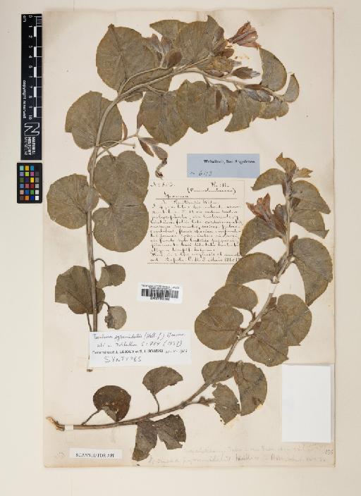 Ipomoea pyramidalis Hallier f. - 000930382