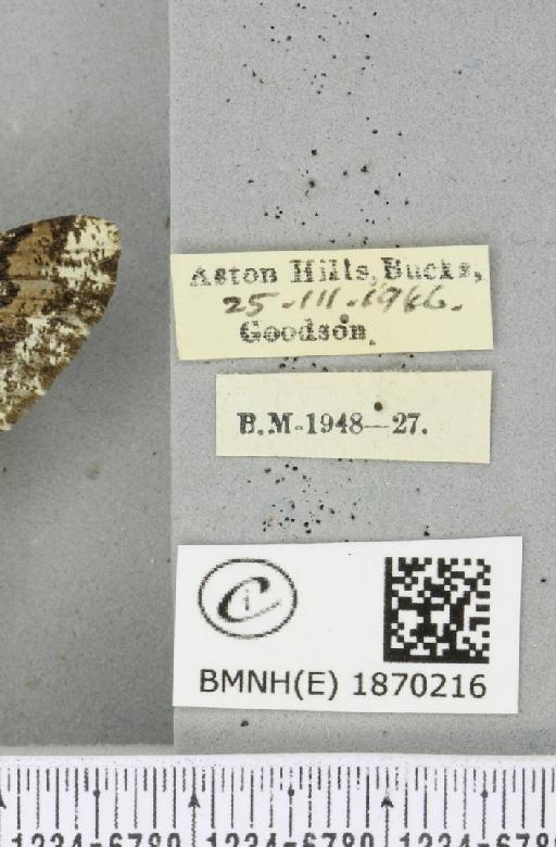 Biston strataria (Hufnagel, 1767) - BMNHE_1870216_label_460610