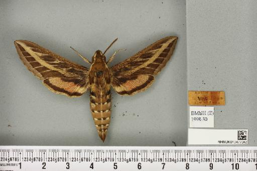 Hyles livornica (Esper, 1780) - NHMUK_010477042_534643