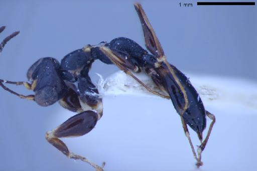 Prioranteon casalei Olmi, 1984 - Deinodryinus_casalei-NHMUK010265031-holotype-female-lateral_habitus-3_2x.
